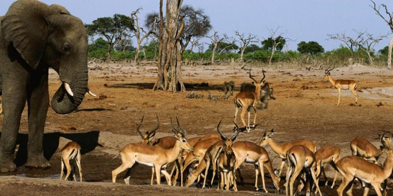 Botswana wildlife