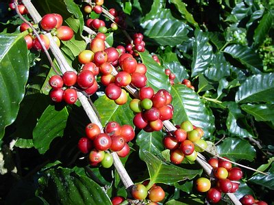 MBA Bali Tours - Arabica coffee