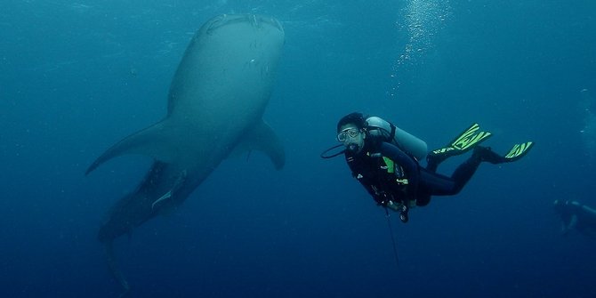 mba bali tour - cendrawasih bay