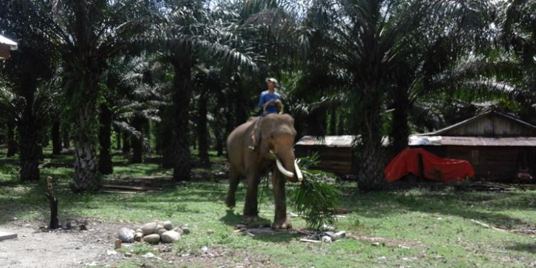 mba bali tour - elephant ride in Bengkulu