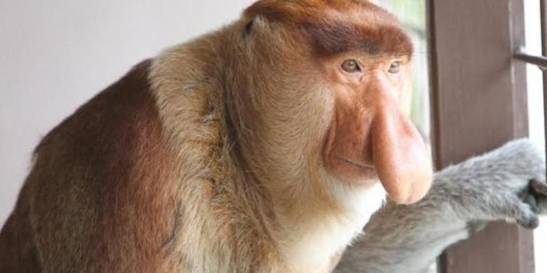 mba bali tours - proboscis monkey