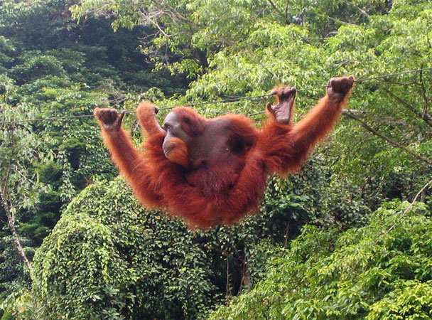 orangutan