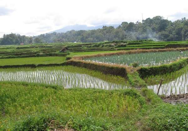 MBA Bali Tours - Rice terrace fileds