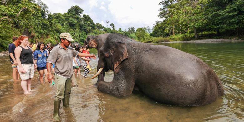 tangkahan north sumatra