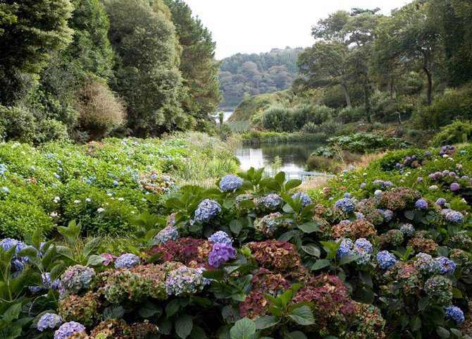 trebah garden 2