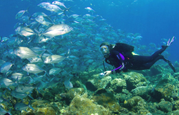 MBA Bali Tours - Diving