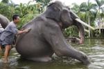 MBA Bali Tours - Elephant Ride