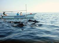 Bali Dolphin Tours