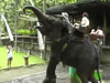 Bali Elephant Ride