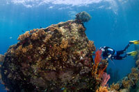 Tulamben Bali Diving