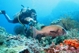 bali diving