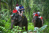 bali elephant ride