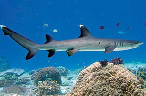 Gili Tepekong Shark Point