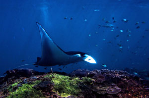 Manta Point Diving Spot