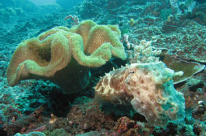 Padang Bai Dive Site