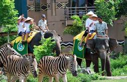 Elephant Ride at Bali Safari