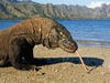 Komodo National Park Tour