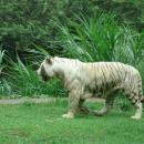 Leopard Package of Bali Safari