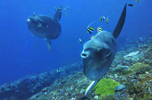 Nusa Lembongan & Penida Dive