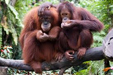 Borneo Orangutan Tour