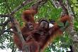 Borneo orangutan Island