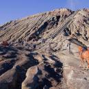 mount-bromo-trekking3