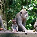 alas-kedaton-monkey-forest