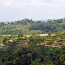 pacung-rice-terraces