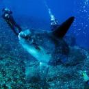 nusa-penida-lembongan-bali-diving-1