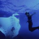 nusa-penida-lembongan-bali-diving-10