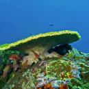 nusa-penida-lembongan-bali-diving-2