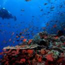 nusa-penida-lembongan-bali-diving-5