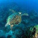 nusa-penida-lembongan-bali-diving-6