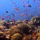 nusa-penida-lembongan-bali-diving-7