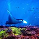 nusa-penida-lembongan-bali-diving-9