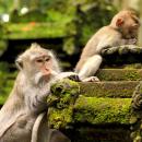 ubud-monkey-forest