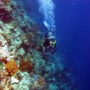 bali-diving-menjangan1