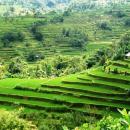 04-bali-tour-package-rice-terace