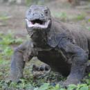 04-komodo-island-tour-dragon