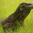 05-komodo-island-tour-dragon