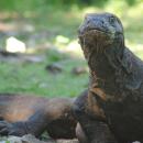 06-komodo-island-tour-dragon