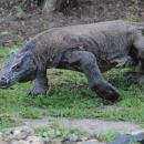 07-komodo-island-tour-dragon