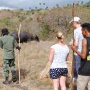 08-komodo-island-tour-waterbuffalo