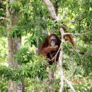 02-orangutan-borneo