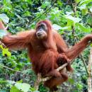 04-orangutan-borneo