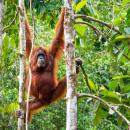 05-orangutan-borneo