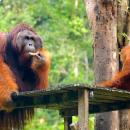 09-orangutan-borneo