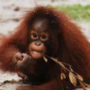 10-orangutan-borneo.jpg