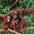 12-orangutan-borneo