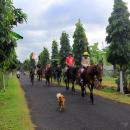 bali-horse-riding4